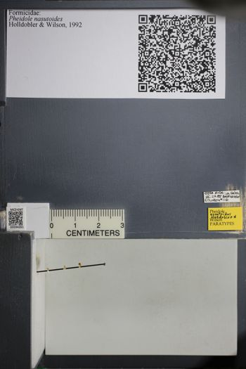 Media type: image; Entomology 594261